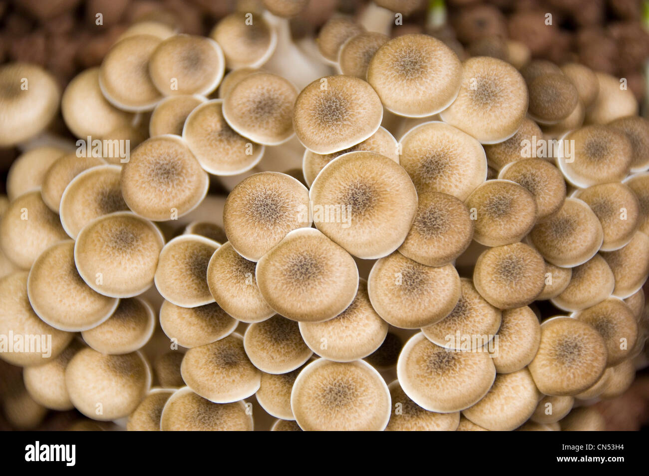 Antenna orizzontale close up di Buna funghi shimeji aka marrone di funghi di faggio, Hypsizygus tessellatus, crescendo in compost. Foto Stock