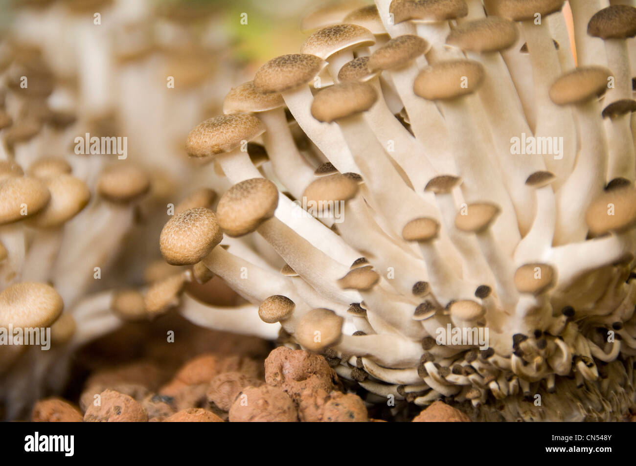 Chiudere orizzontale di Buna funghi shimeji aka marrone di funghi di faggio, Hypsizygus tessellatus, crescendo in compost. Foto Stock