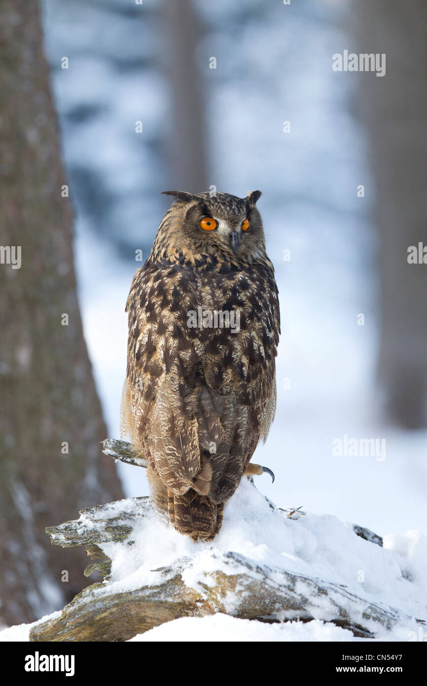 Gufo reale Bubo bubo seduta nel bosco innevato paesaggio Foto Stock