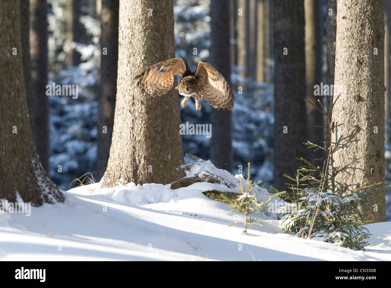 Gufo reale Bubo bubo battenti nel bosco innevato paesaggio Foto Stock