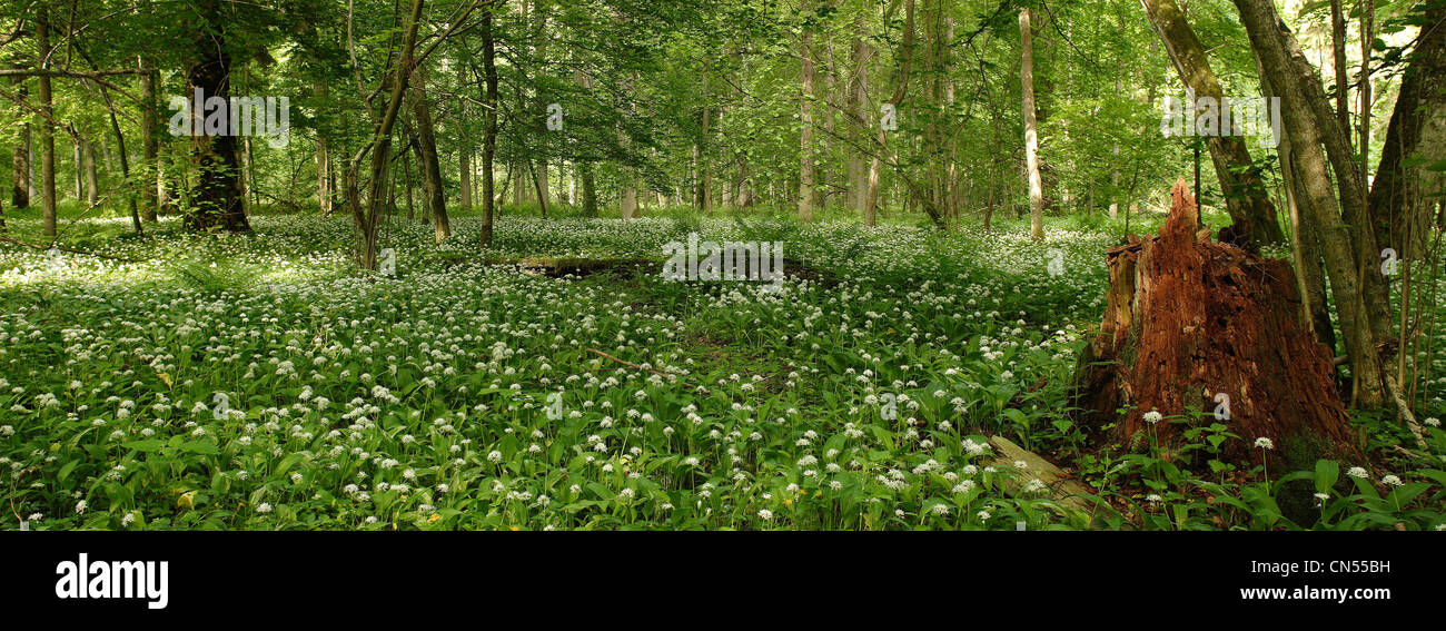 Polonia, Podlaskie Bialowieza, foresta, elencato come patrimonio mondiale dall' UNESCO e riserva della biosfera, ramsons (Allium ursinum) in Foto Stock