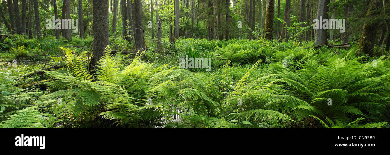 Polonia, Podlaskie Bialowieza, foresta, elencato come patrimonio mondiale dall' UNESCO e riserva della biosfera, Vista panoramica dal primario Foto Stock