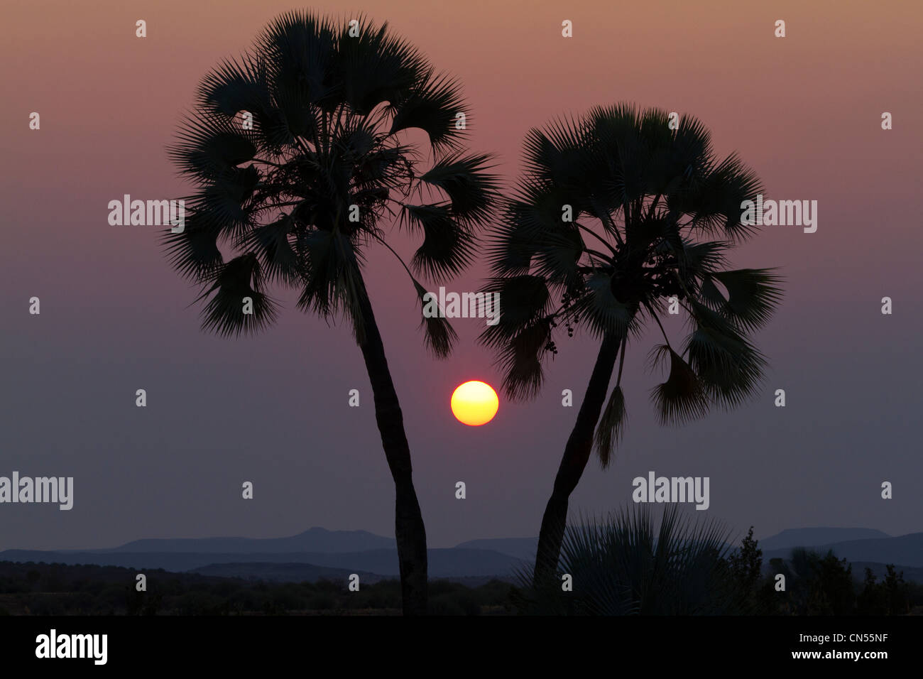 La Namibia, Damaraland, doum palm, sunset Foto Stock