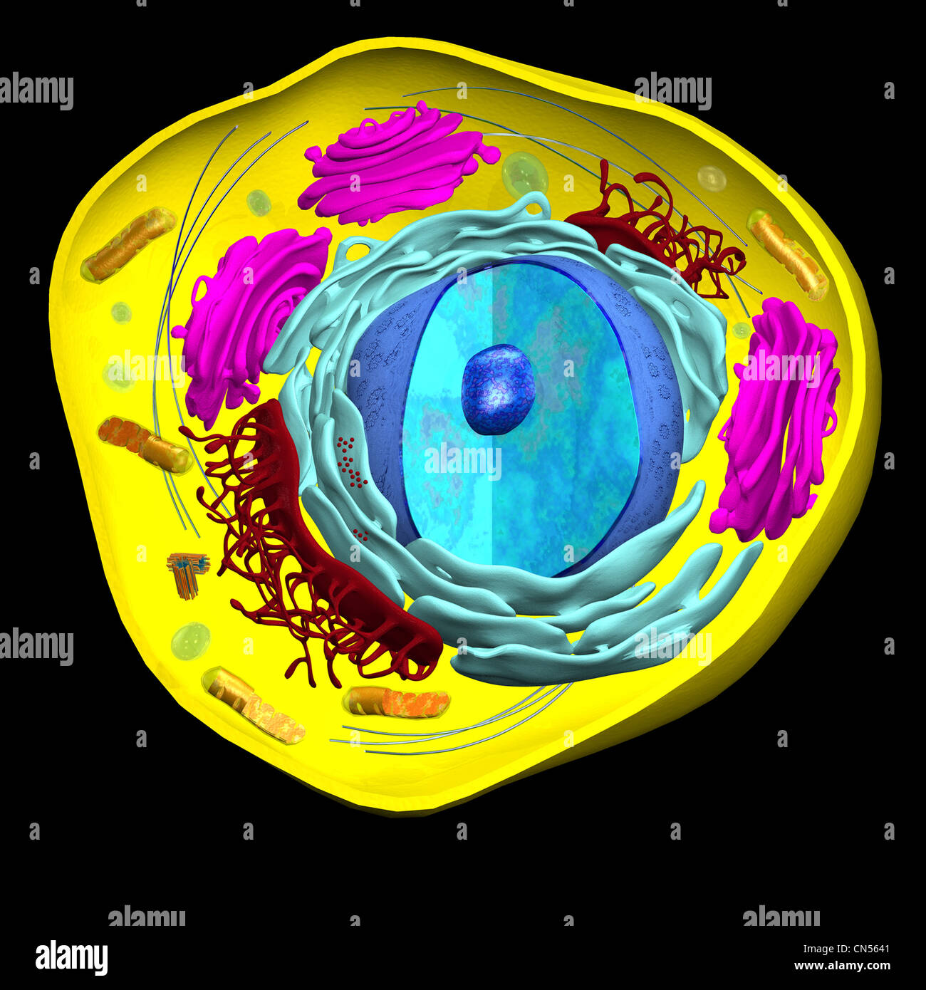 Illustrazione di una cellula eucariotica Foto Stock