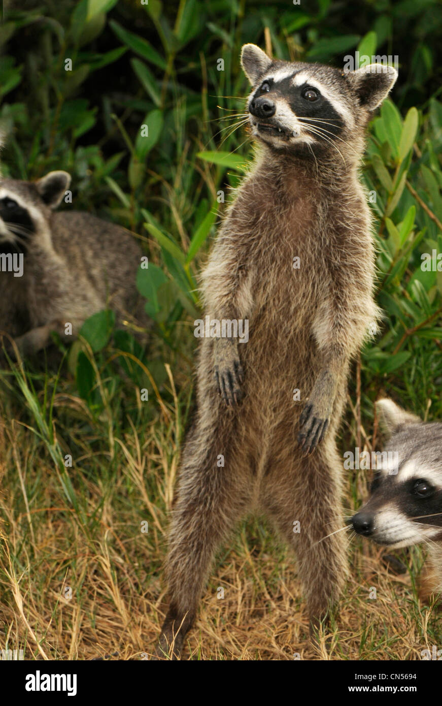 Cozumel raccoon (Procione pygmaeus) Foto Stock
