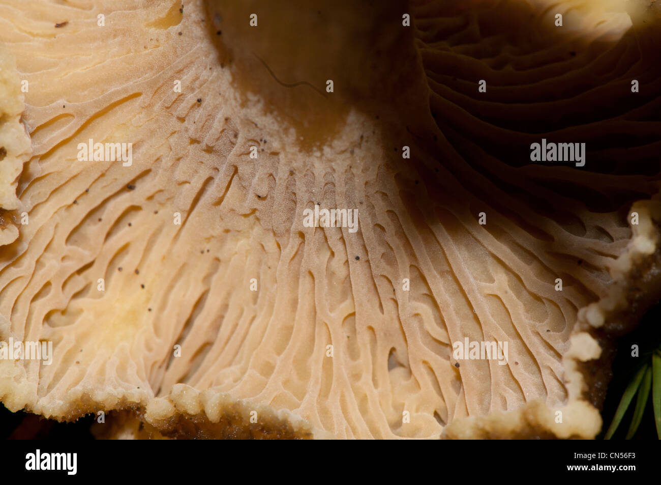 Craterellus tubaeformis (ex Cantharellus tubaeformis) è un fungo commestibile Foto Stock
