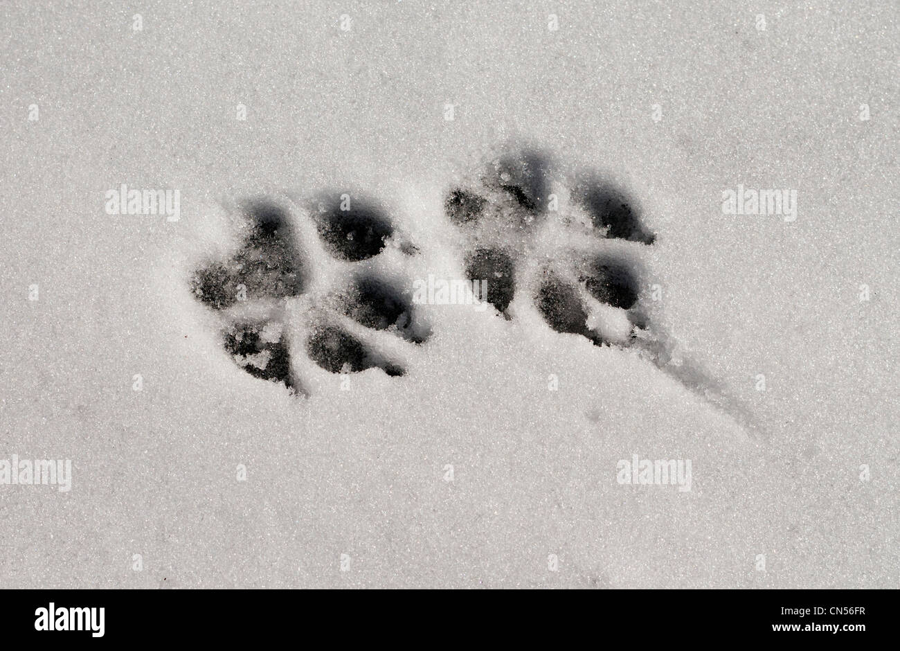 Dog paw print nella neve Foto Stock