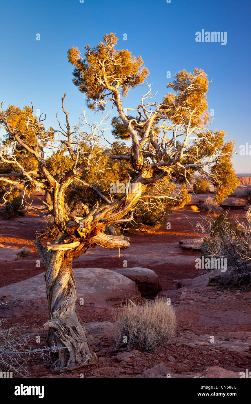 Impostazione della luce solare sullo spiovente vecchio albero a Dead Horse Point State Park, USA Utah Foto Stock