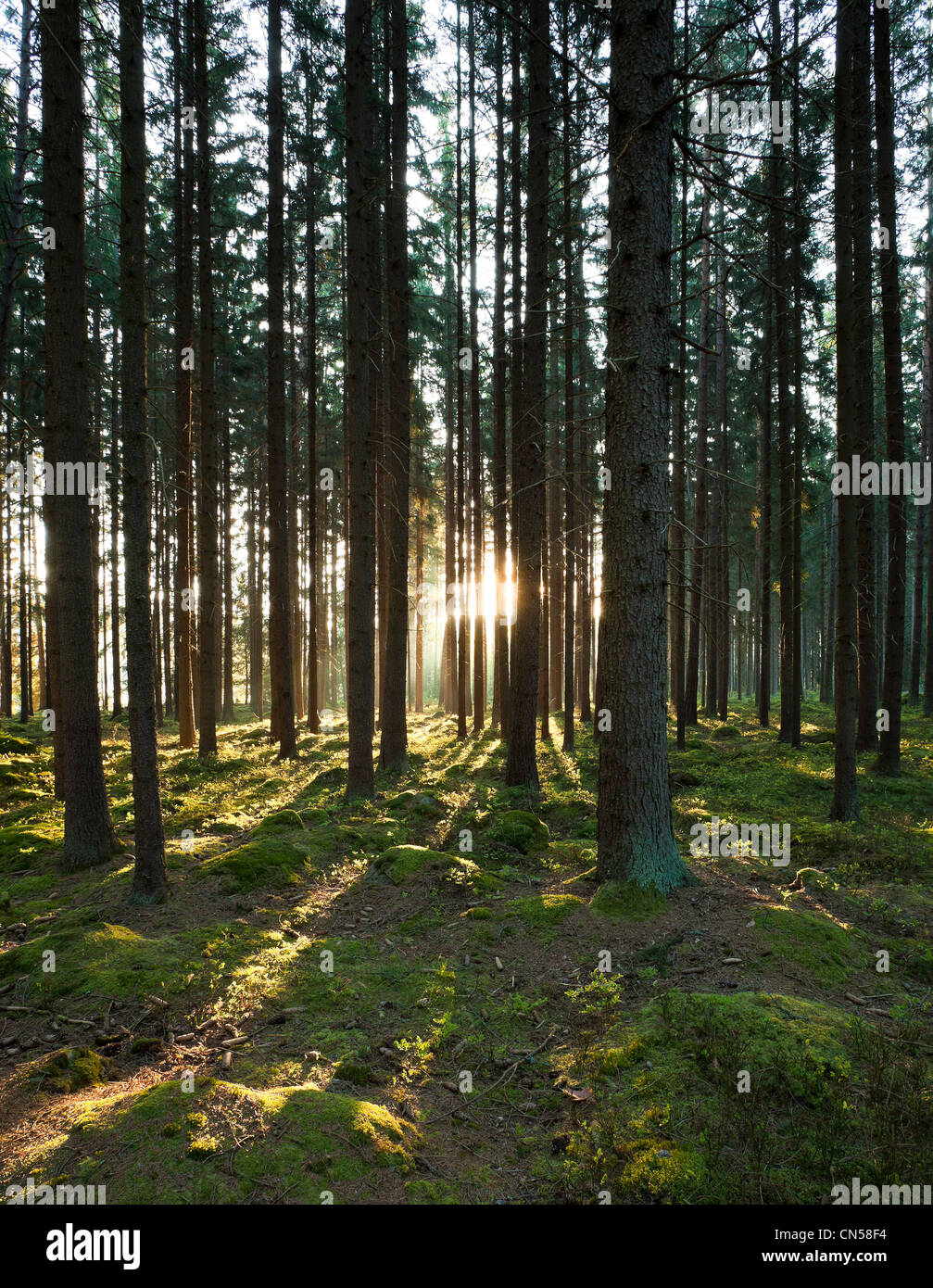 La foresta nel sole mattutino Foto Stock