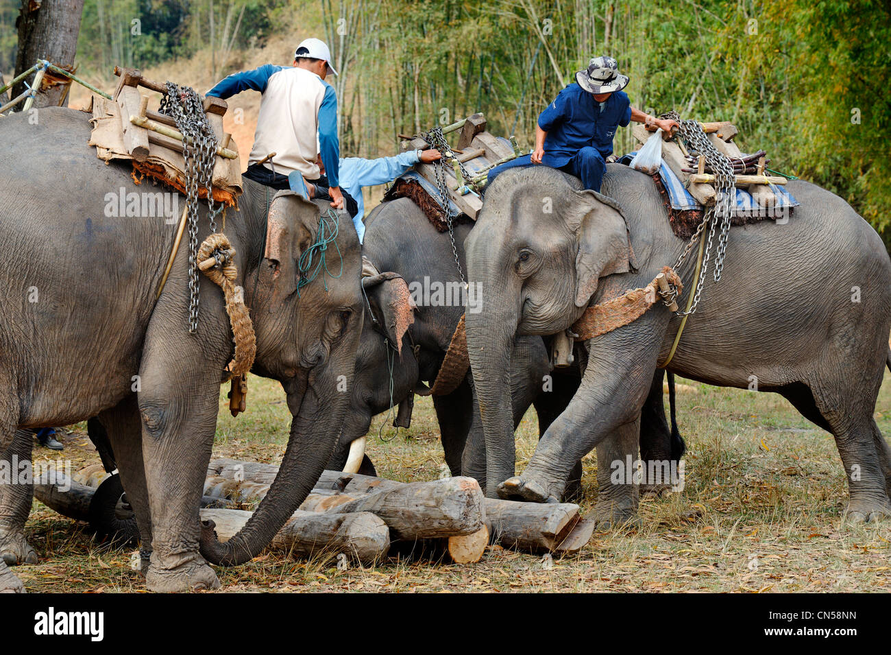 Laos, Sainyabuli Provincia, Hongsa, elefante Festival, dimostrazione di lavoro con i registri da mahouts Foto Stock