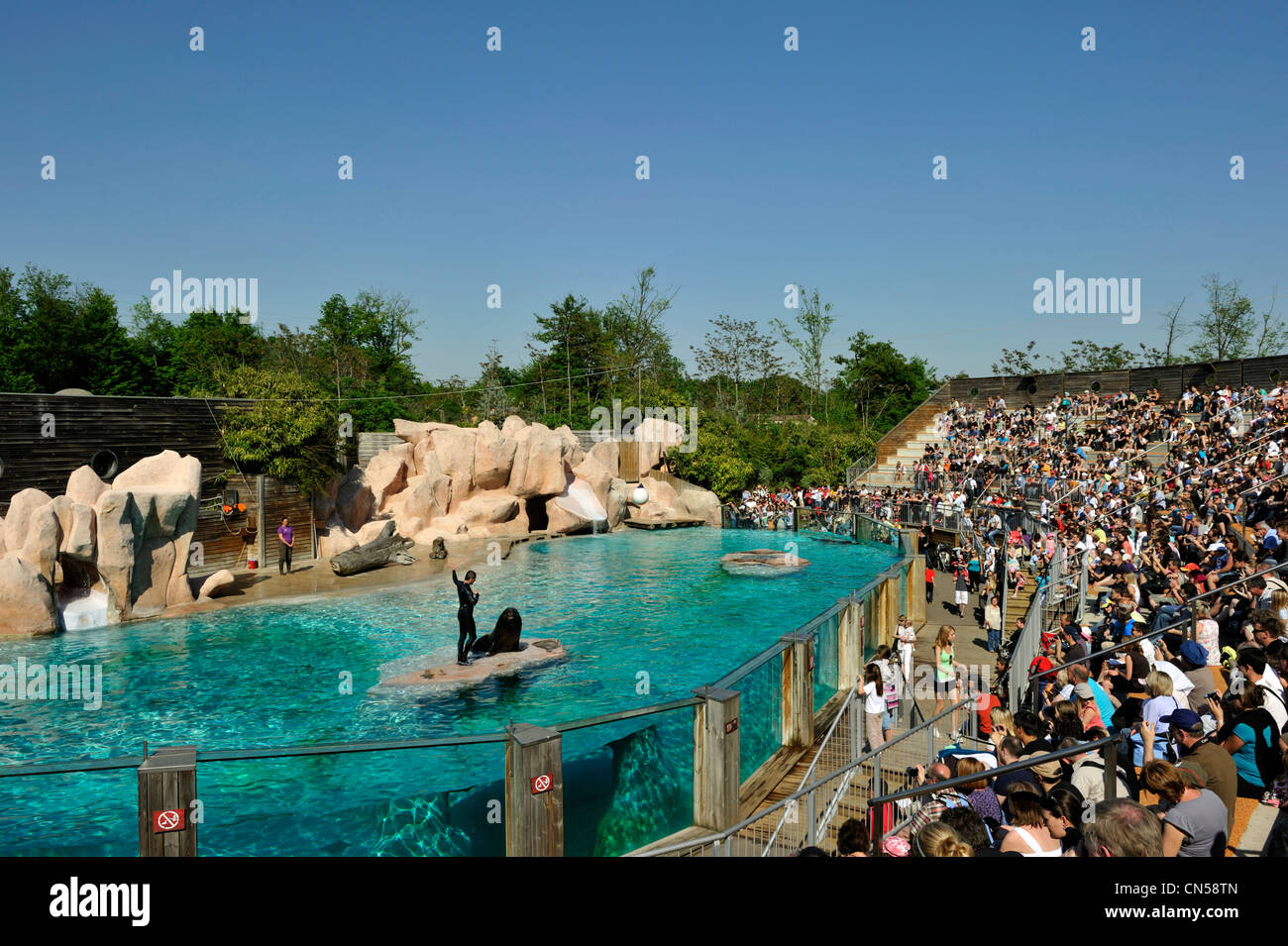 Francia, della Mosella, Amneville les Thermes Zoo, Sea Lion visualizza Foto Stock
