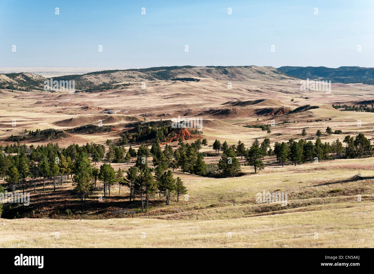 Prateria di rotolamento, Custer County Road 5, parco nazionale della Grotta del Vento, Black Hills, Custer, Dakota del Sud Foto Stock