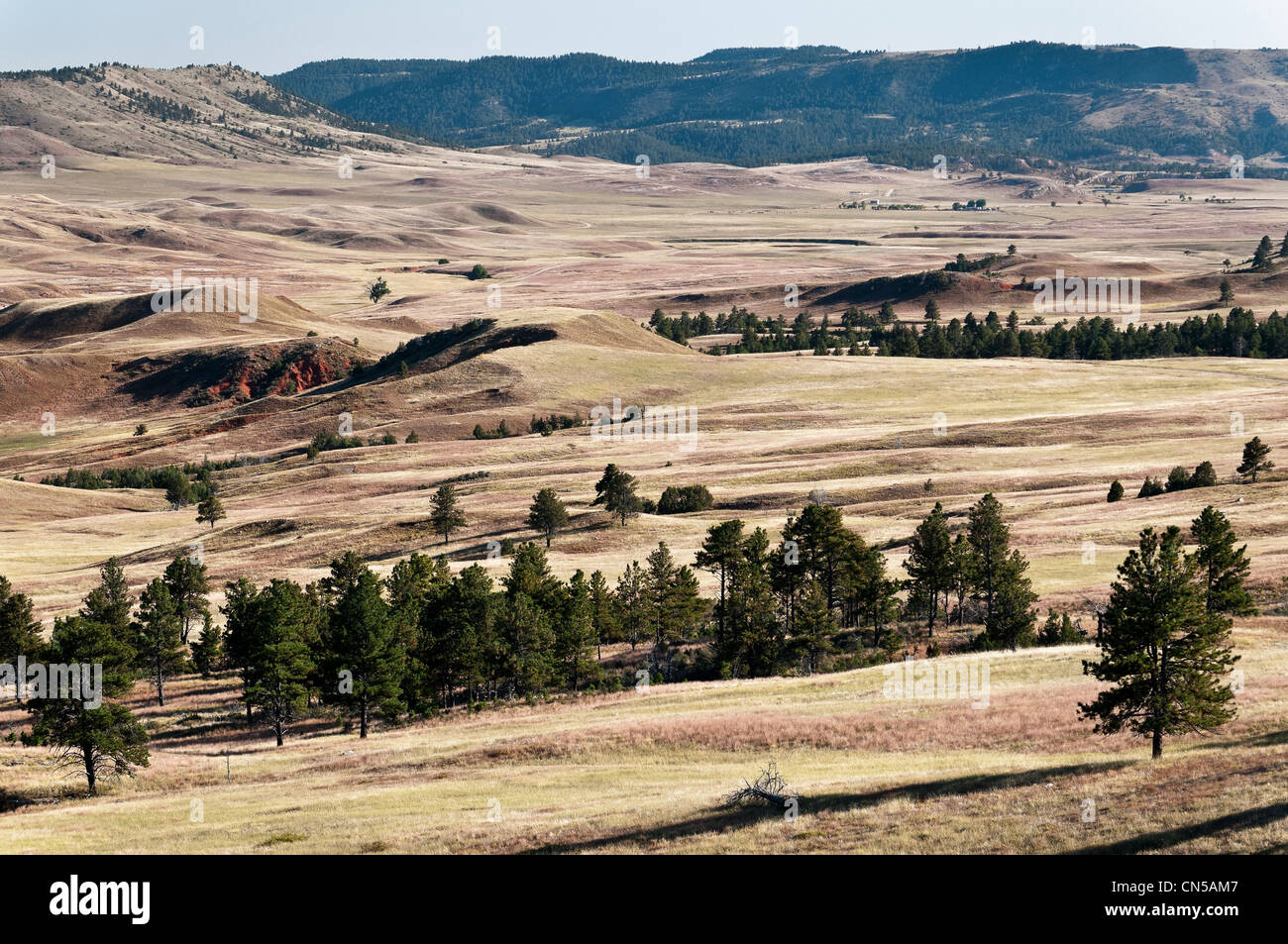 Prateria di rotolamento, Custer County Road 5, parco nazionale della Grotta del Vento, Black Hills, Custer, Dakota del Sud Foto Stock