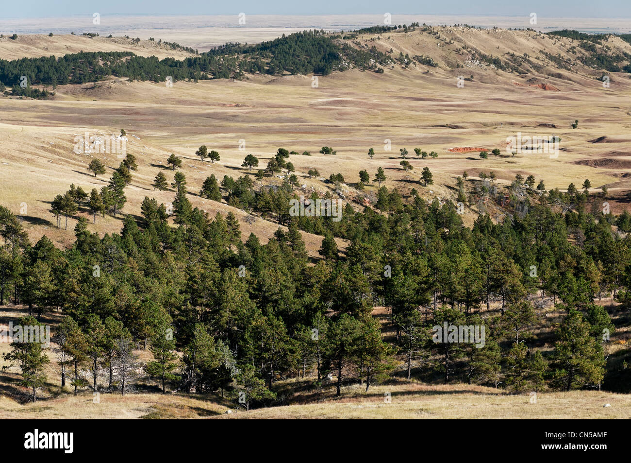 Prateria di rotolamento, Custer County Road 5, parco nazionale della Grotta del Vento, Black Hills, Custer, Dakota del Sud Foto Stock