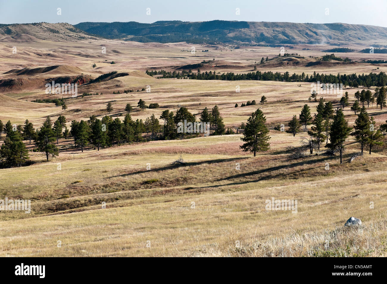 Prateria di rotolamento, Custer County Road 5, parco nazionale della Grotta del Vento, Black Hills, Custer, Dakota del Sud Foto Stock