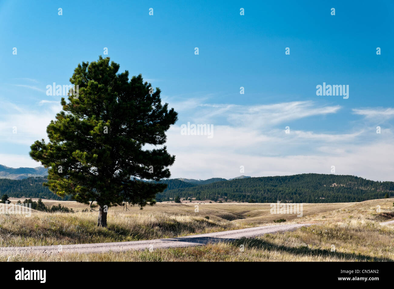 Lone Pine, Custer County Road 5, parco nazionale della Grotta del Vento, Black Hills, Custer, Dakota del Sud Foto Stock