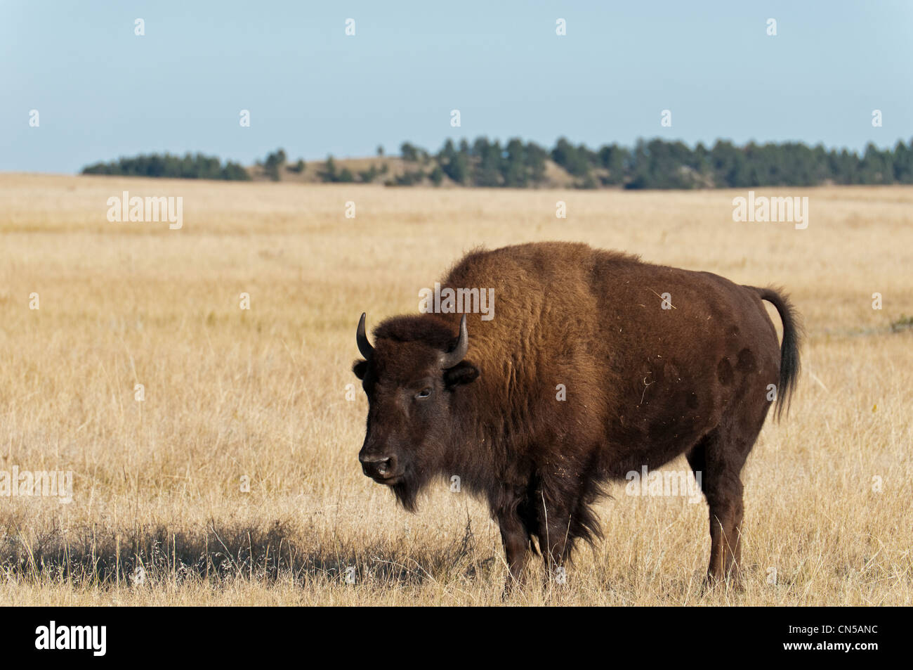 Bison lungo Custer County Road 5, parco nazionale della Grotta del Vento, Black Hills, Custer, Dakota del Sud Foto Stock