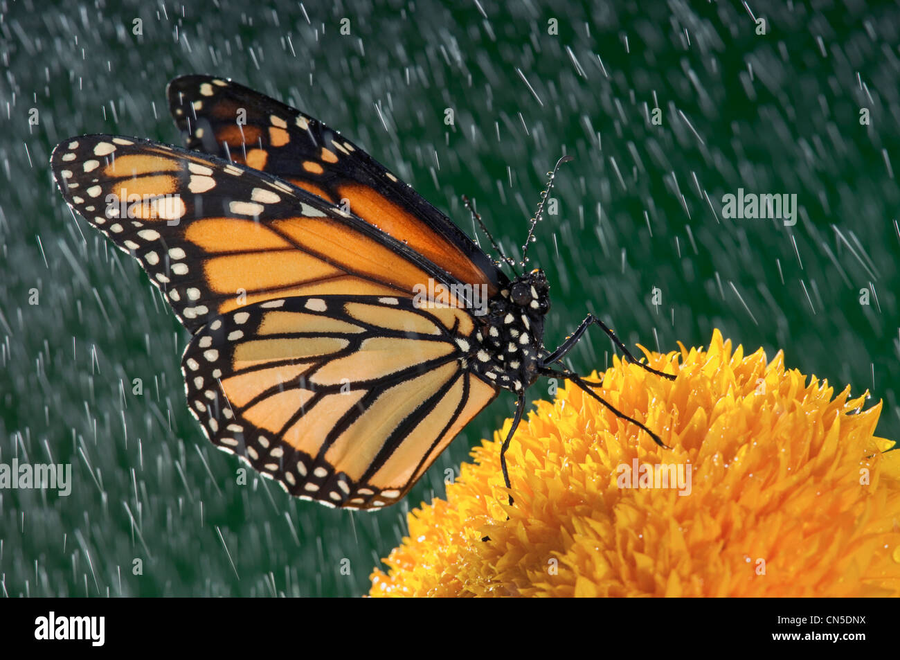 Farfalla monarca (Danaus plexippus) in caso di pioggia il girasole, Nova Scotia Foto Stock