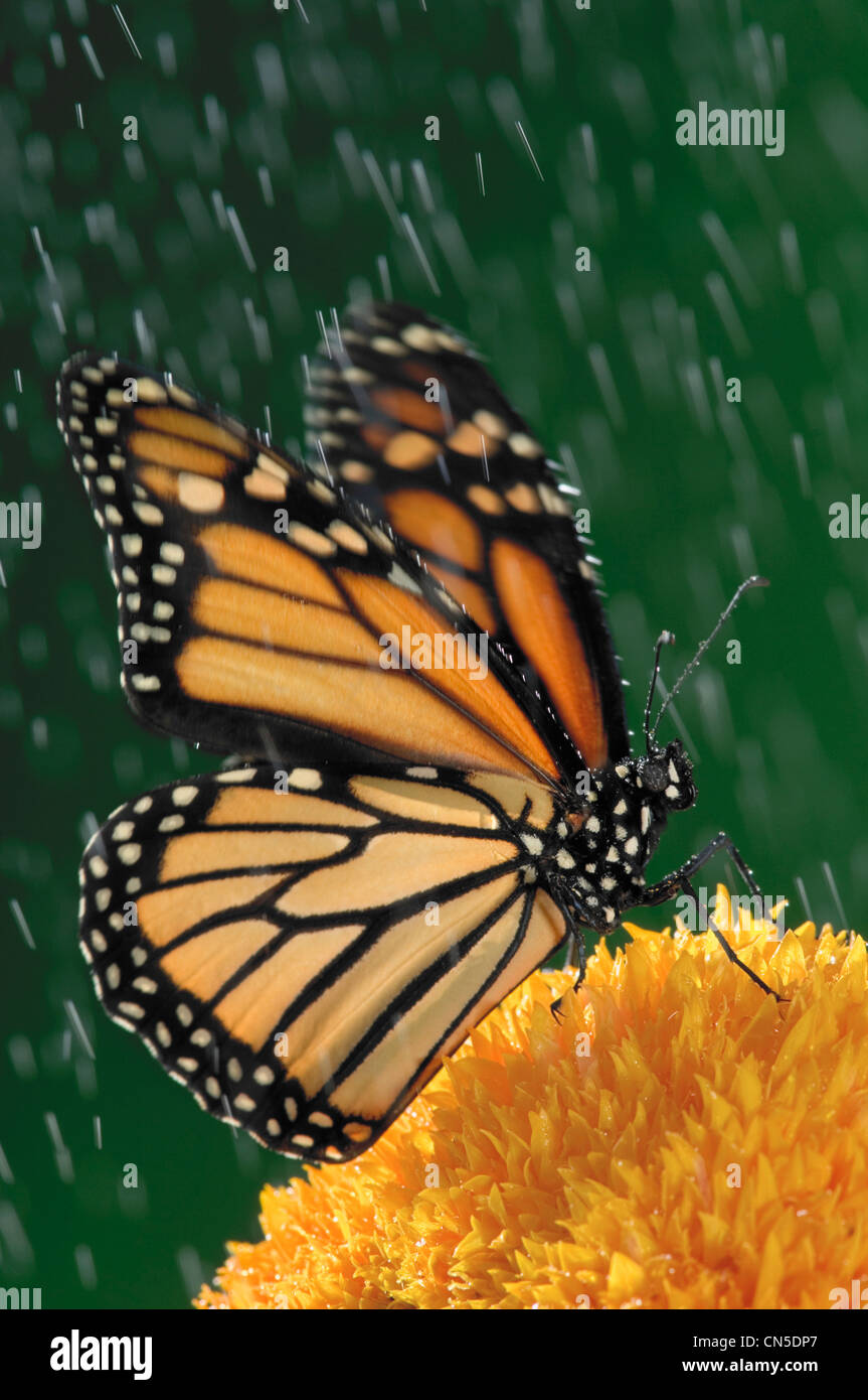 Farfalla monarca (Danaus plexippus) in caso di pioggia il girasole, Nova Scotia Foto Stock