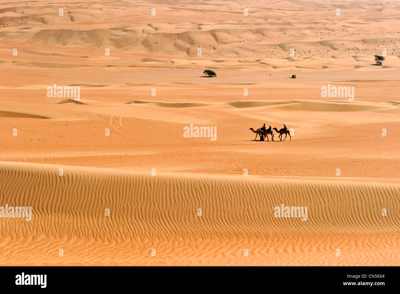 Il sultanato di Oman, Ash Sharqiyah Regione, deserto di Wahiba Sands Foto Stock