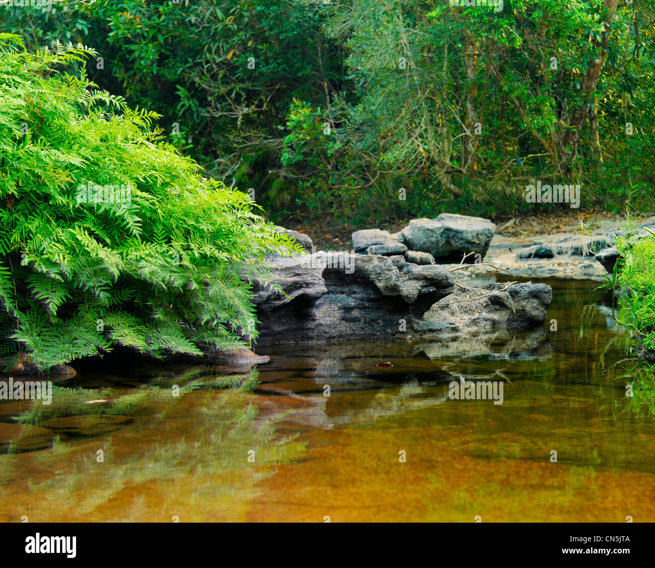 Forest piccolo fiume, pietre, boccole Foto Stock