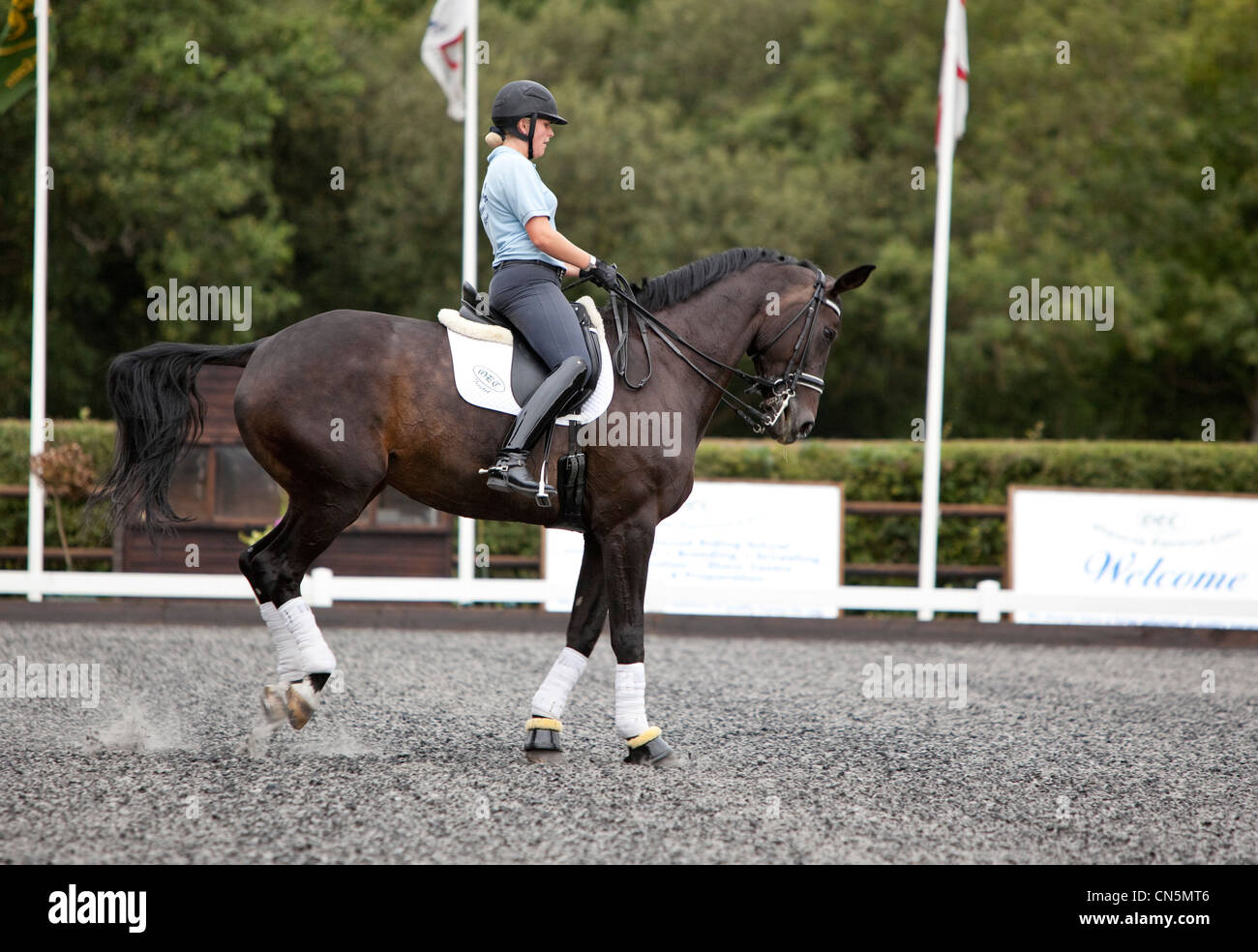 Allenatore di dressage su un allenamento a cavallo in un'arena all'aperto, Londra, Inghilterra, Regno Unito. Foto Stock