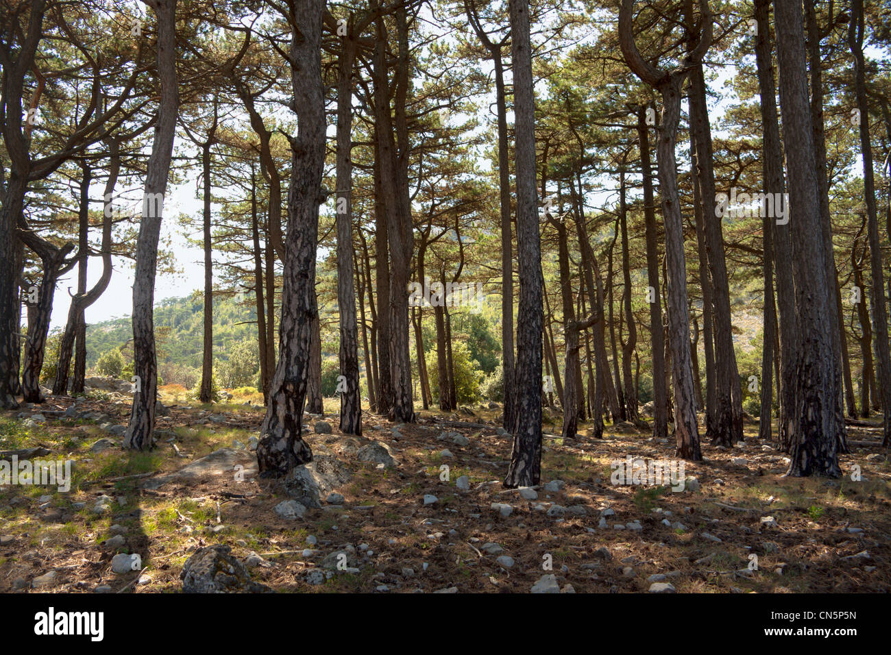 Parzialmente bruciato tronchi d albero derivanti da incendio in una foresta al di sotto di Mt. Sant'Elia sulla penisola di Peljesac, Croazia Foto Stock