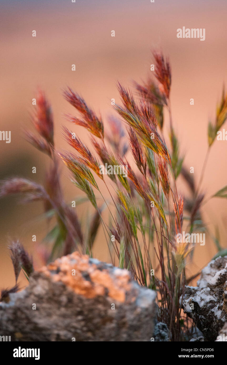 Frumento (Triticum spp.) cresce al di fuori dell'area coltivata all'interno di pietre e rocce oltre la strada, Spagna Foto Stock