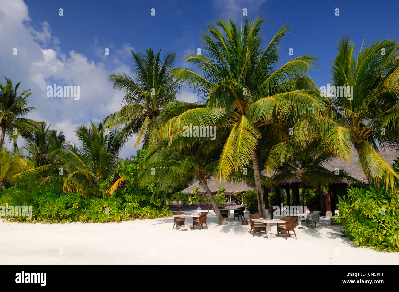 Maldive, South Male Atoll, Veliganduhuraa Isola, Naladhu Hotel, spiaggia sabbiosa, sdraio e palme e alberi di noce di cocco Foto Stock