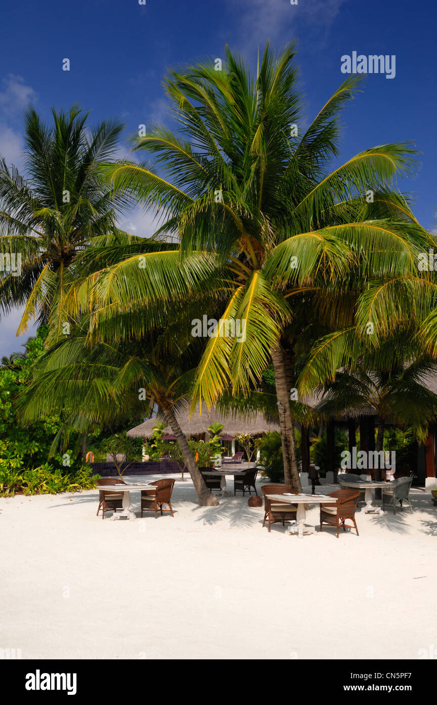 Maldive, South Male Atoll, Veliganduhuraa Isola, Naladhu Hotel, spiaggia sabbiosa, sdraio e palme e alberi di noce di cocco Foto Stock