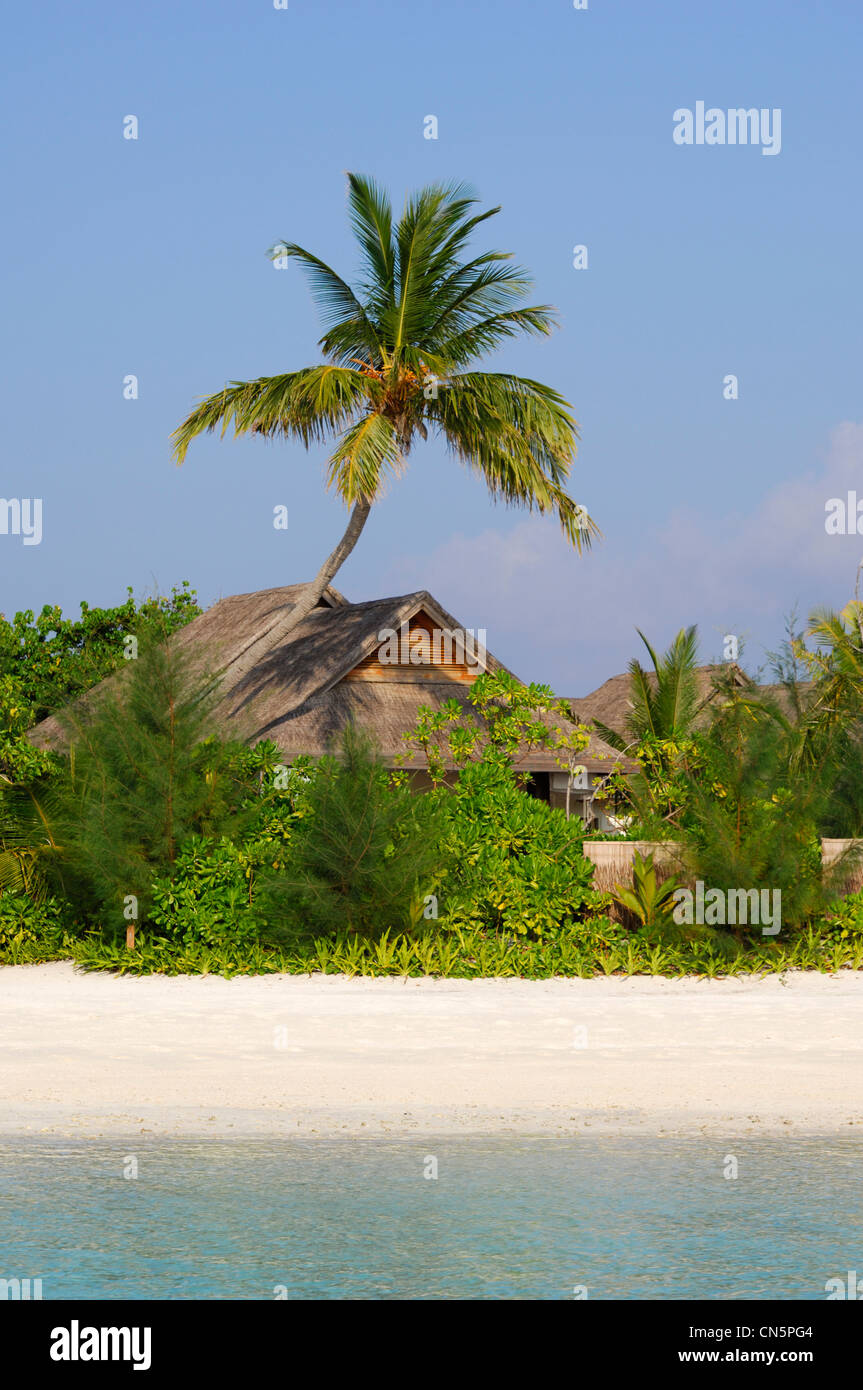 Maldive, South Male Atoll, Veliganduhuraa Isola, Naladhu Hotel, spiaggia sabbiosa, sdraio e palme e alberi di noce di cocco Foto Stock