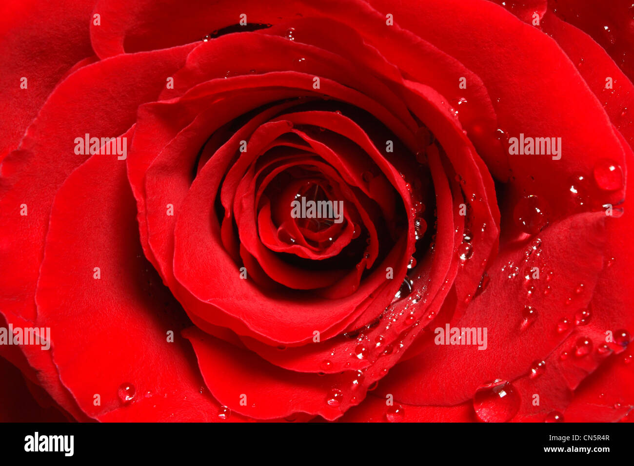 Un primo piano di una rosa rossa in luce diffusa con gocce di acqua nell'angolo sud-ovest. Foto Stock