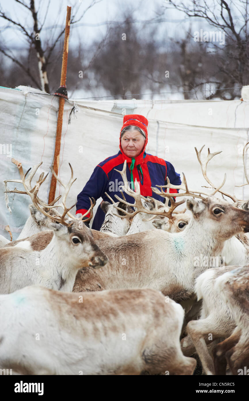Norvegia, Lapponia, Finnmark County, Karasjok, il grande reinder annuale migrationreinder ordinamento per famiglia Foto Stock