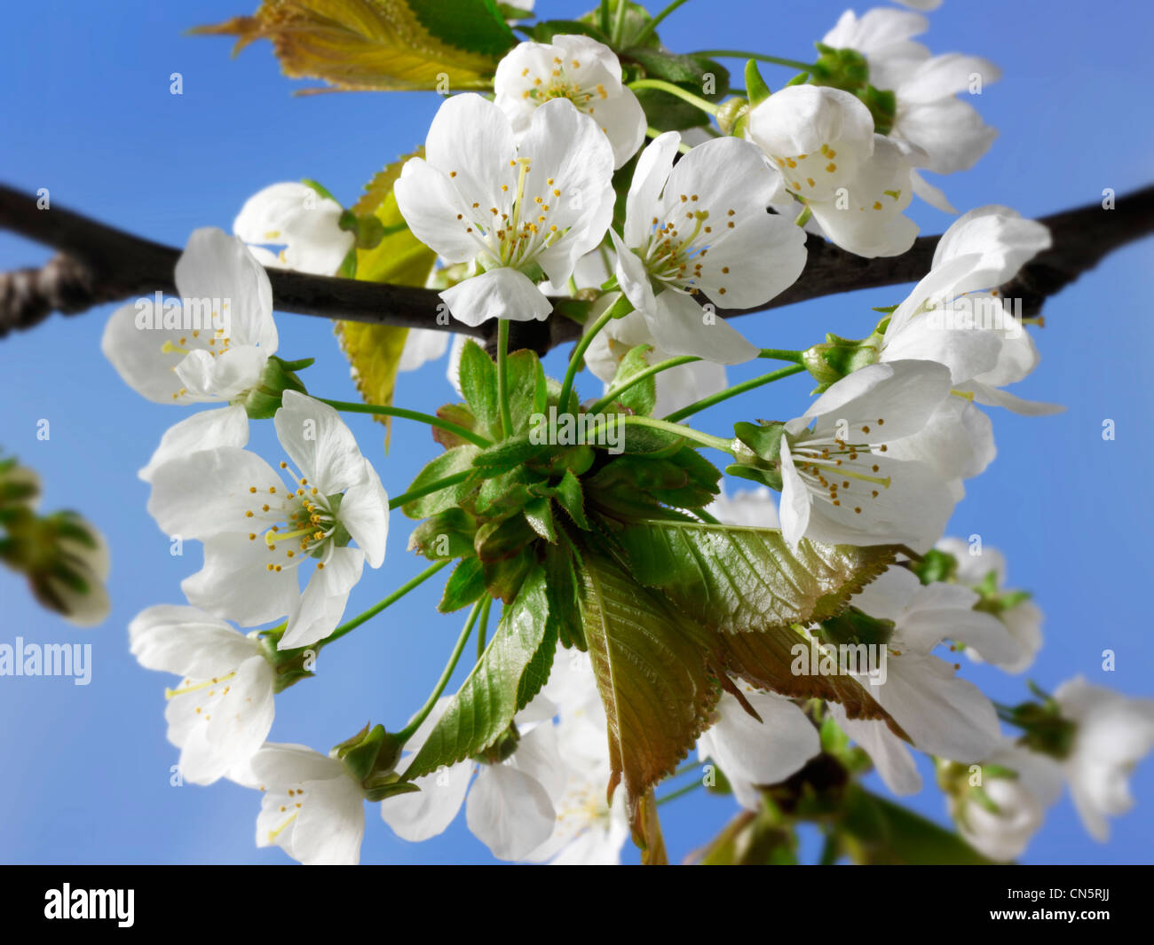 Fresh Spring fioritura di fiori di ciliegio sulla struttura ad albero Foto Stock