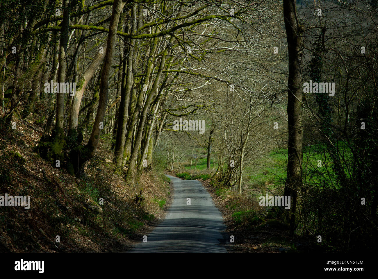 Sunken lane, Ludderburn, nella valle di Winster, Parco Nazionale del Distretto dei Laghi, Cumbria, England Regno Unito Foto Stock