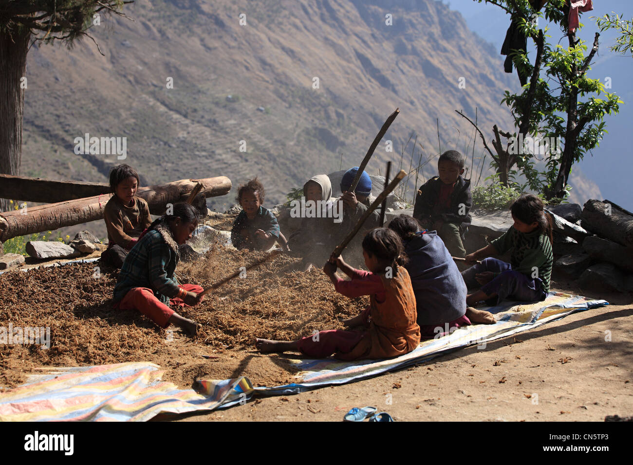 Il nepalese bambini rurali colpisce il raccolto di miglio - Nepal Foto Stock