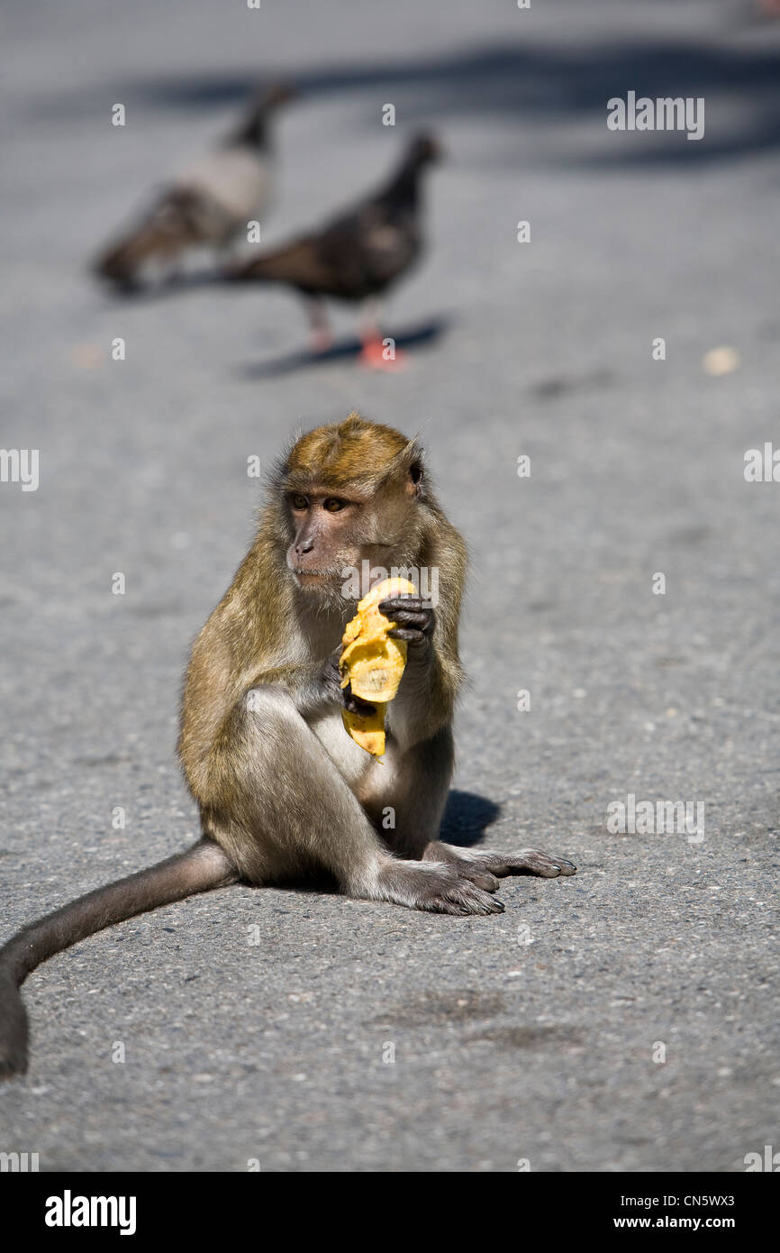 Le scimmie dal lato strada ai piedi del codolo Kuan montagna, Songkhla, Thailandia, Gen 2008 Foto Stock
