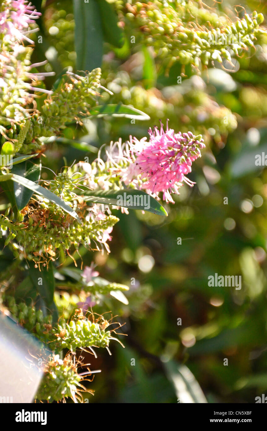 Veronica fioritura di arbusti in fiore in estate la luce solare Foto Stock