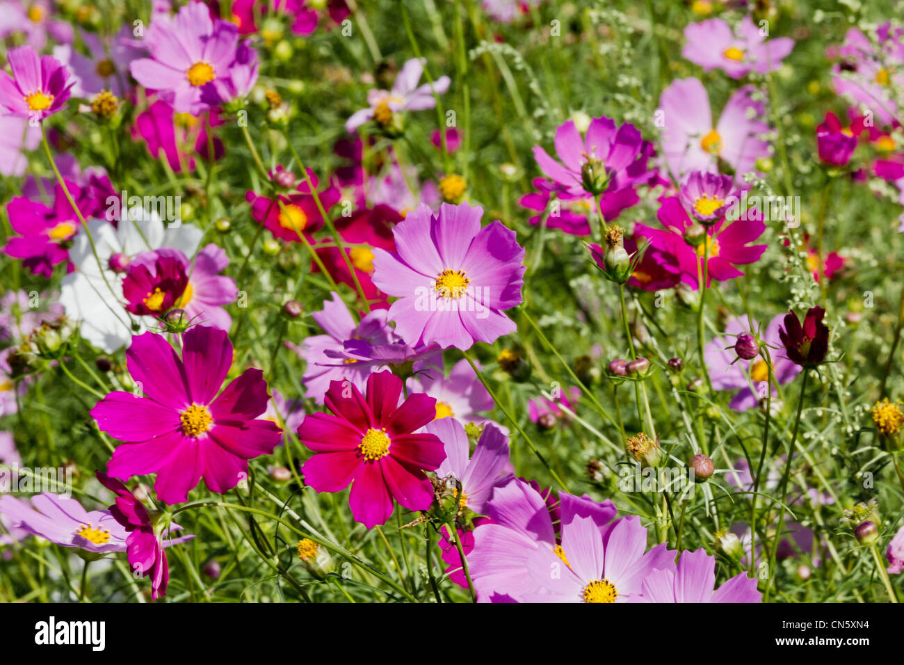 Corea del Sud, Provincia di Jeju, Jeju City, close-up di un letto di fiori di Cosmos Foto Stock