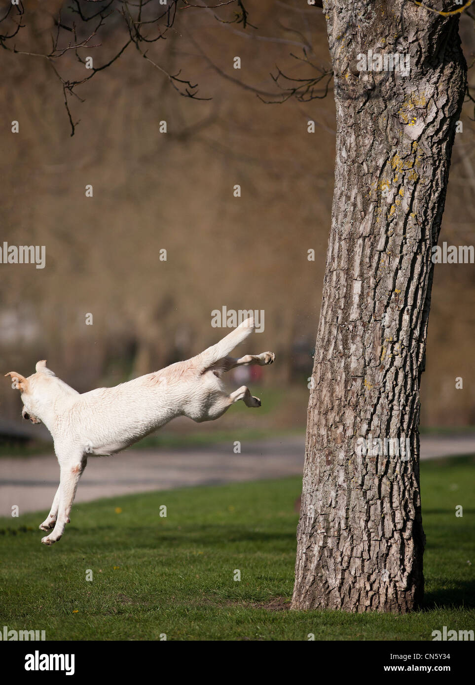 Un Labrador retriever saltando da un albero in un parco di Vichy (Francia). Chien Labrador sautant d'après onu arbre (Vichy - Francia). Foto Stock