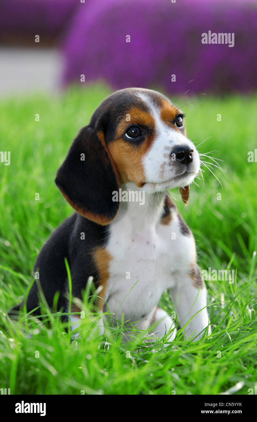 Pedigree cane beagle giocando fuori in erba Foto Stock