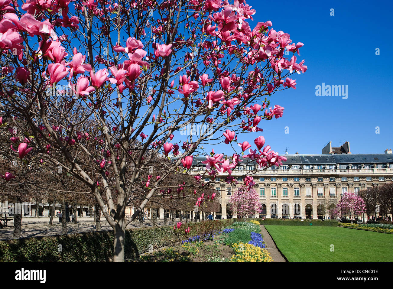 Francia, Parigi, Palais Royal Garden a primavera tempo magolias con alberi in fiore Foto Stock