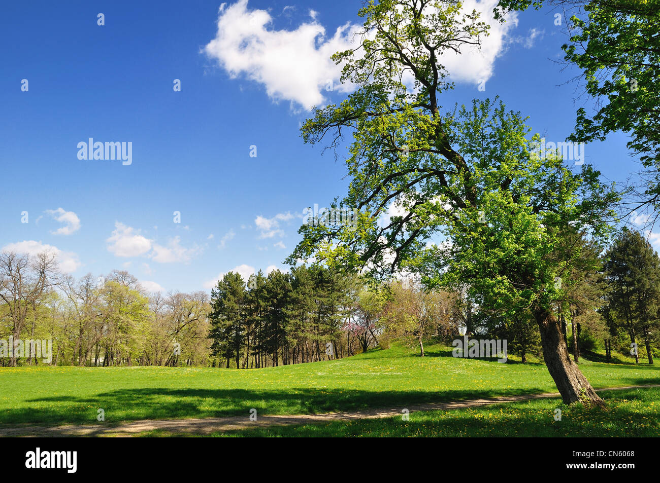 Albero e erba verde nel Parco di primavera Foto Stock