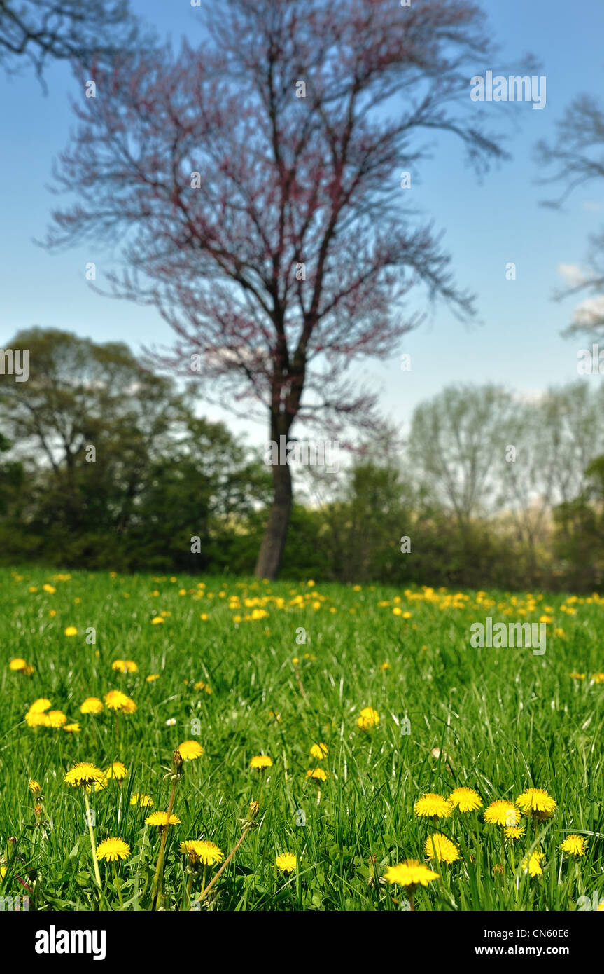 Tarassaco fresco sul campo verde nel parco Foto Stock
