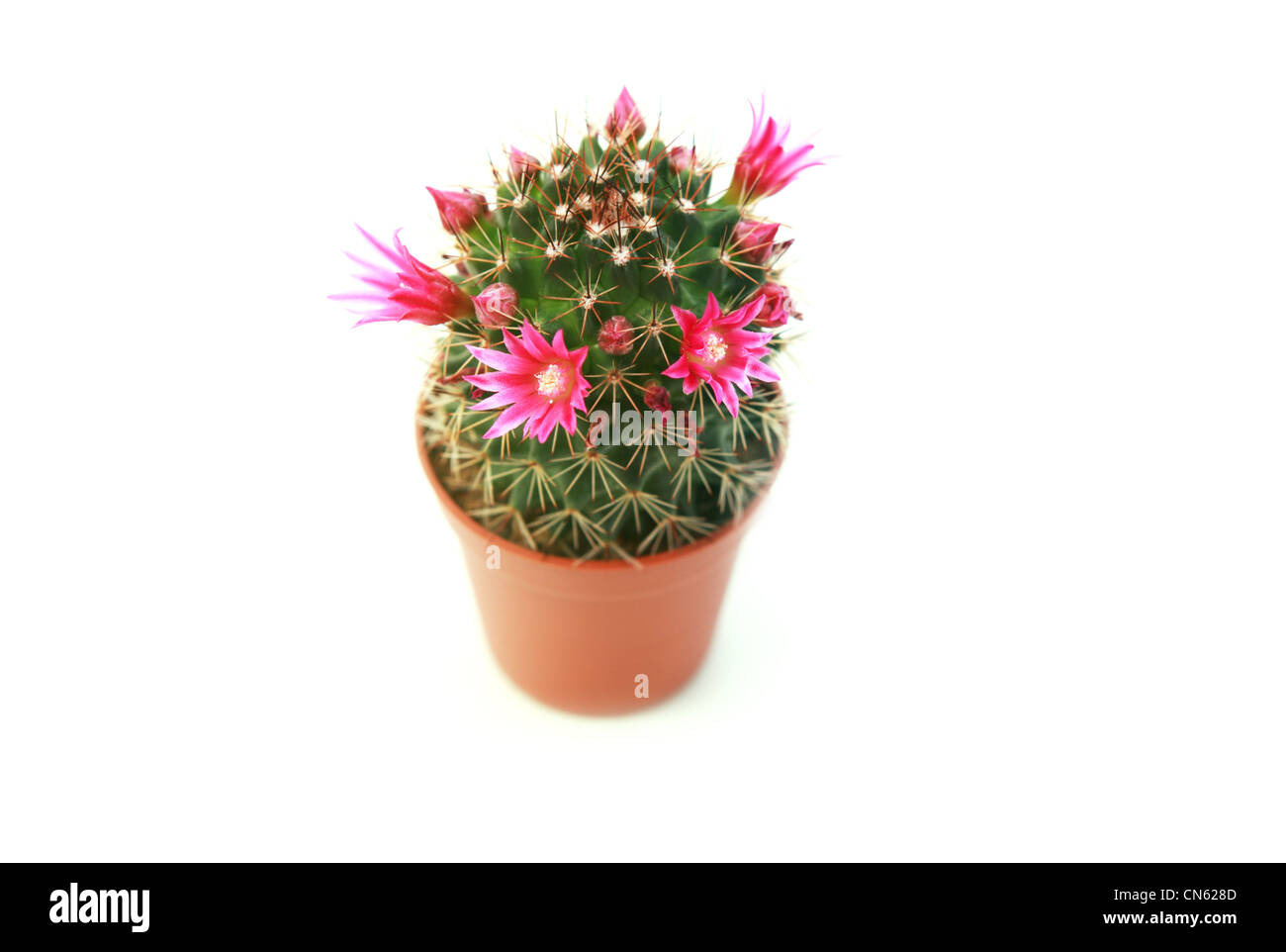 Cactuc in vaso con pochi fiori viola su sfondo bianco Foto Stock