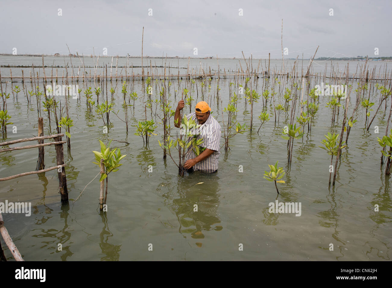 Un pescatore tende giovani piante di mangrovia sul bordo del lago Songkhla. Questo è parte di un progetto per il ripristino del lago pesca impoverito motivi. Della Thailandia Foto Stock
