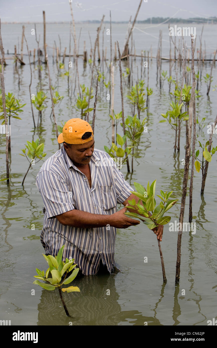 Un pescatore tende giovani piante di mangrovia sul bordo del lago Songkhla. Questo è parte di un progetto per il ripristino del lago pesca impoverito motivi. Della Thailandia Foto Stock