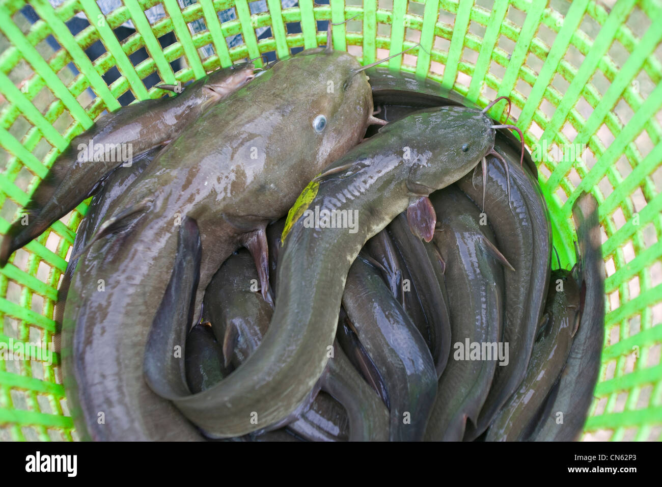 Alcuni pesci catturati che stamattina sul lago Songkhla, Thailandia Foto Stock