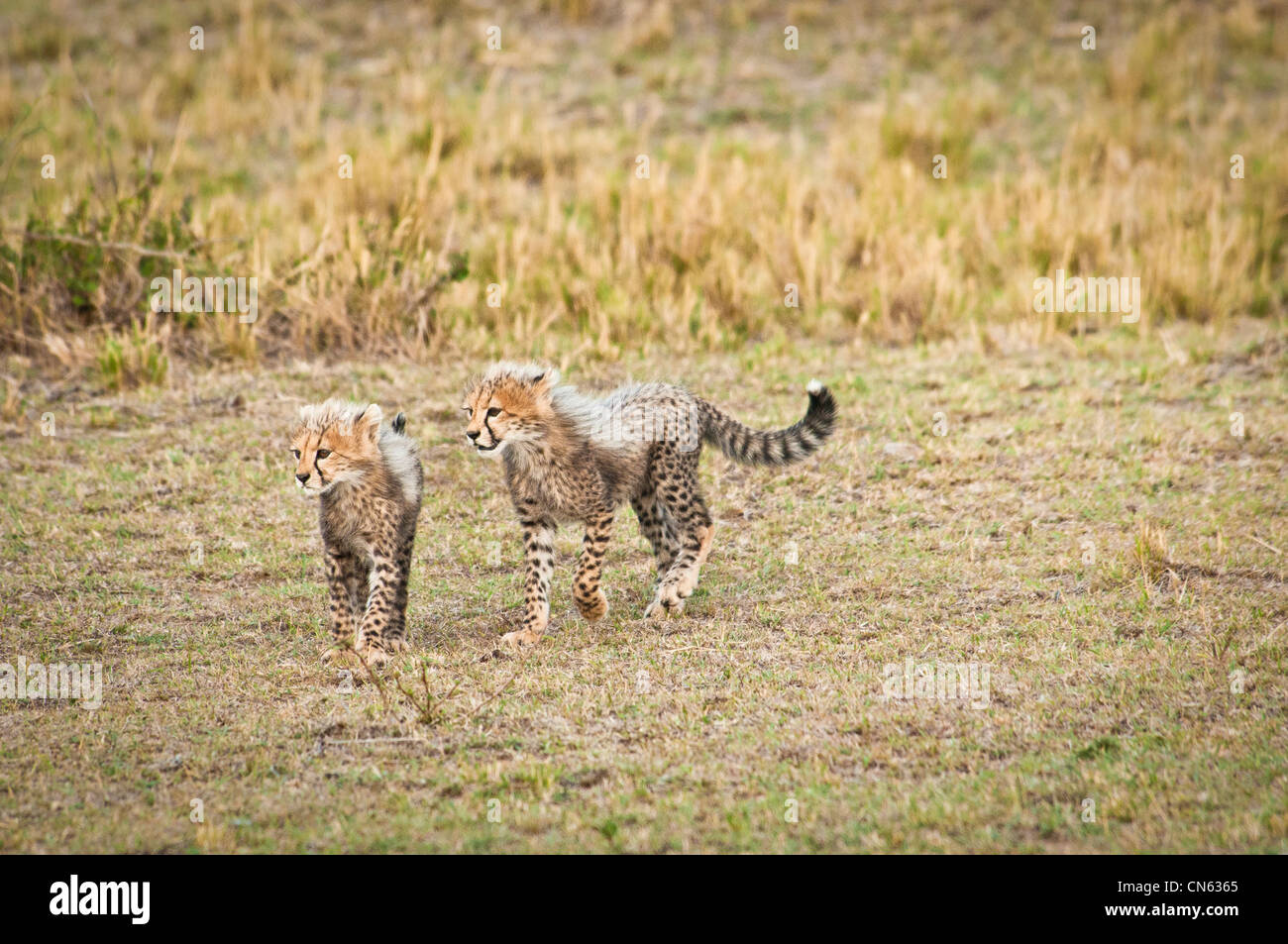 Due piccoli cuccioli di ghepardo, Acinonyx jubatus, il Masai Mara riserva nazionale, Kenya, Africa Foto Stock