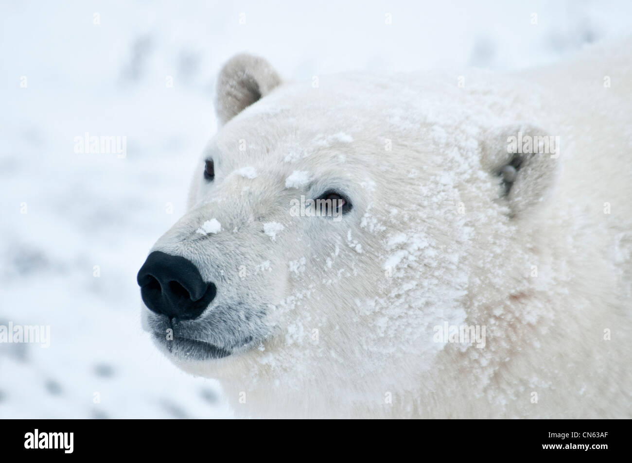Orso polare, Ursus maritimus, Wapusk National Park, nei pressi della Baia di Hudson, Cape Churchill, Manitoba, Canada Foto Stock